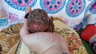 C pink red/rust female