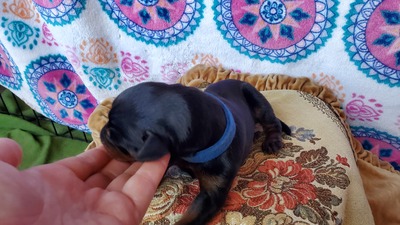 C Anubis blue collar blk/rust male