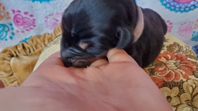 C purple blk/rust male