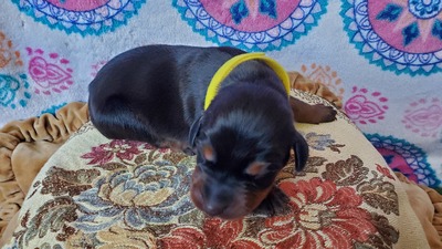 C nala yellow blk/rust female