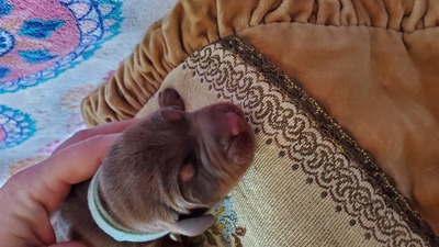 C kema sky blue red rust female