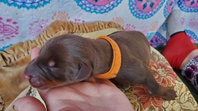 C orange red/rust male