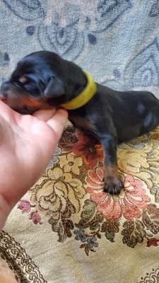 yellow collar blk rust male