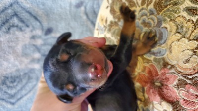 orange blk/rst female