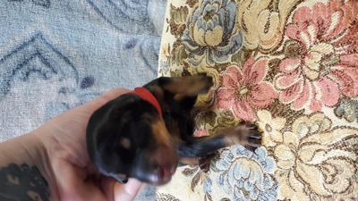 red blk/rust male