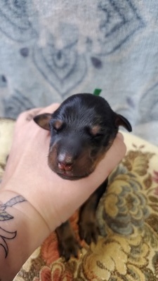 green blk/rust male