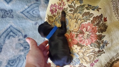 Bear blue collar blk/rust male