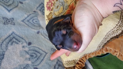 Gator brown collar blk/rust male