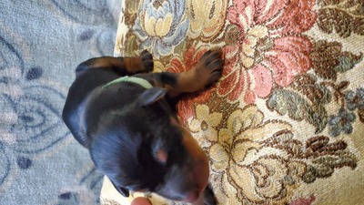 teal blk/rust female