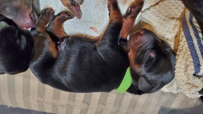 B green blk/rust male