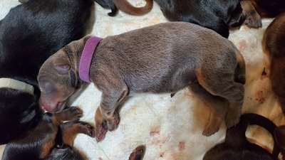 B dark purple blue/rust female