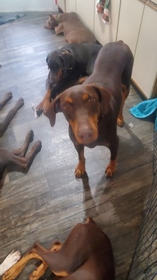 rosie