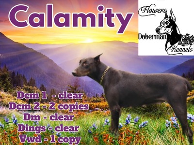 calamity jane