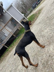 Iron Dogs Lord Luke