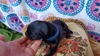 C Anubis blue collar blk/rust male
