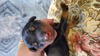 orange blk/rst female