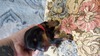 red blk/rust male
