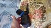 Bear blue collar blk/rust male