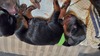 B green blk/rust male