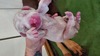 purple cream/white female