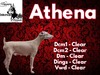 athena flowers