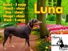 luna may flowers