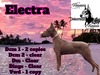 Electra